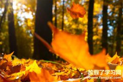 楓葉像什么的比喻句小學二年級-楓葉的比喻句怎么寫